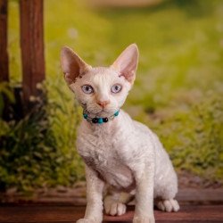 Devon Rex NOV Ice Cream