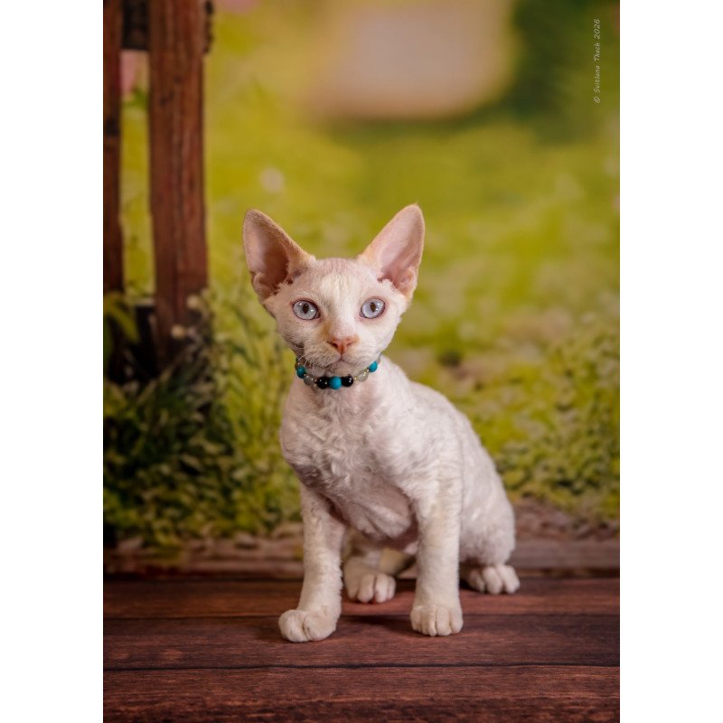 Devon Rex NOV Ice Cream