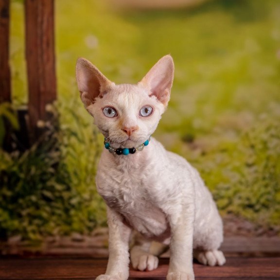 Devon Rex NOV Ice Cream