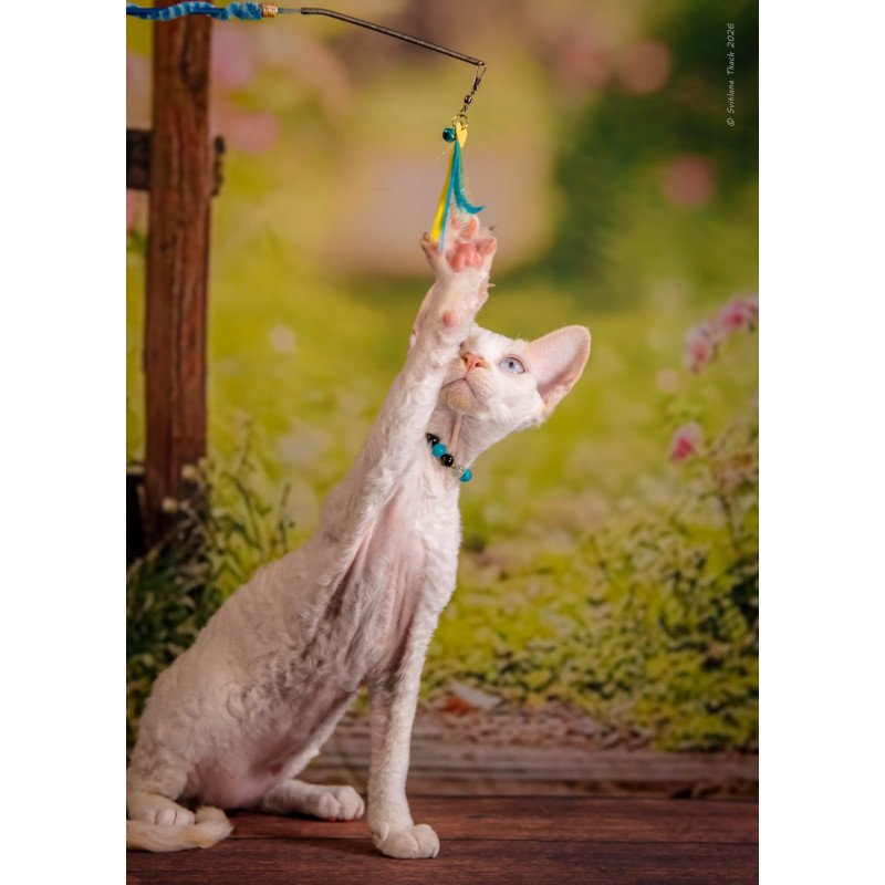 Devon Rex NOV Ice Cream