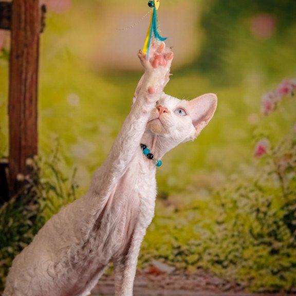 Devon Rex NOV Ice Cream