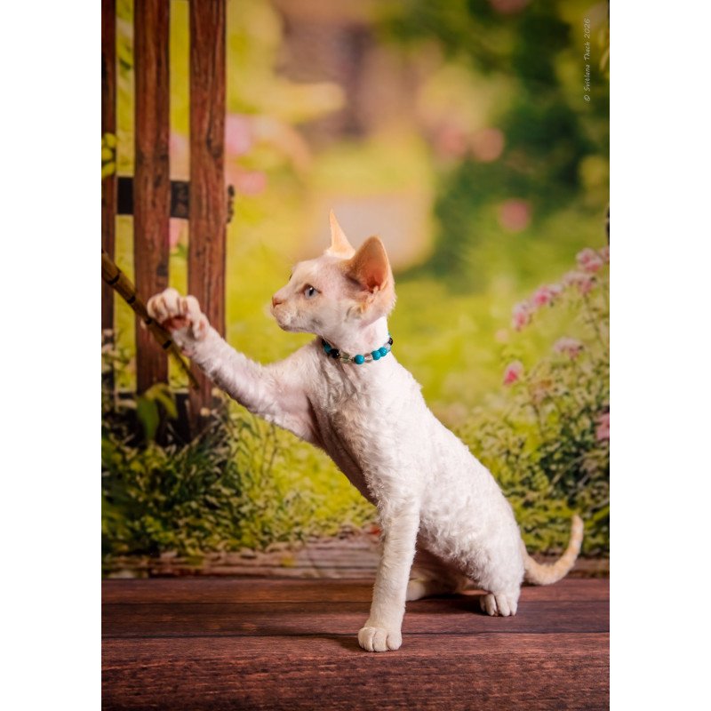 Devon Rex NOV Ice Cream