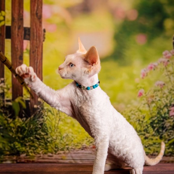 Devon Rex NOV Ice Cream
