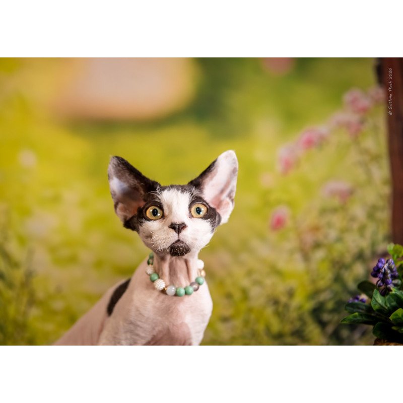 Devon Rex NOV Luke