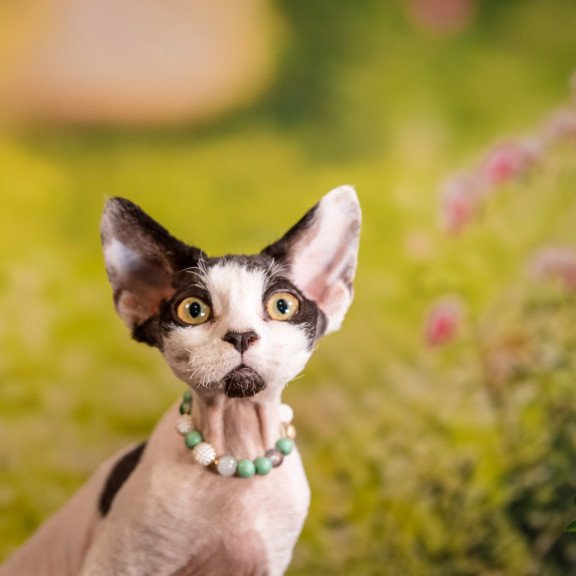 Devon Rex NOV Luke