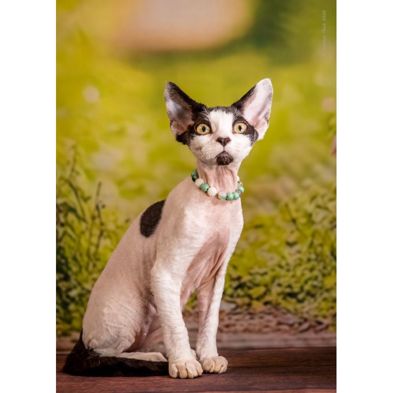 Devon Rex NOV Luke