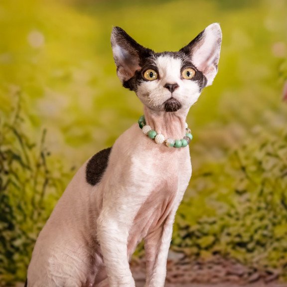 Devon Rex NOV Luke