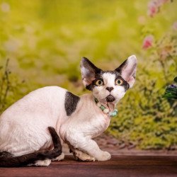 Devon Rex NOV Luke