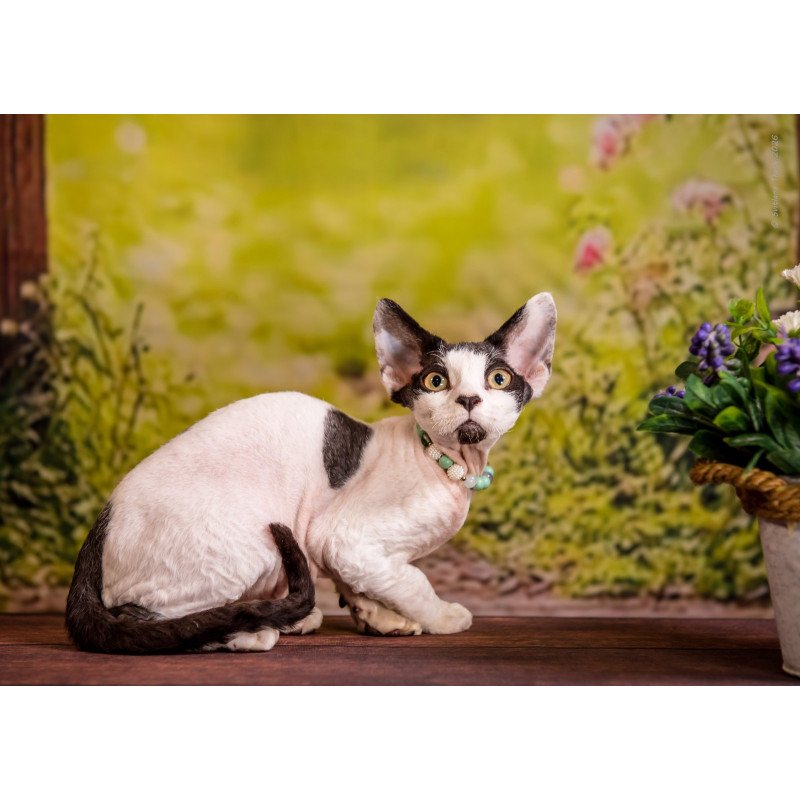 Devon Rex NOV Luke