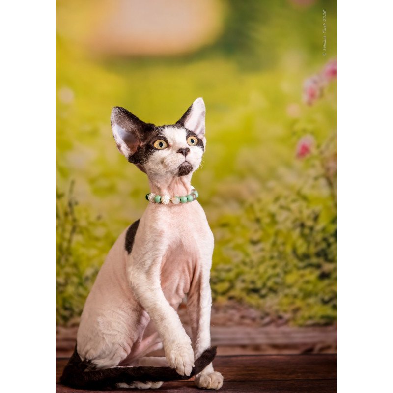Devon Rex NOV Luke