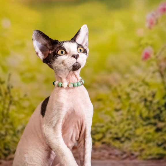 Devon Rex NOV Luke