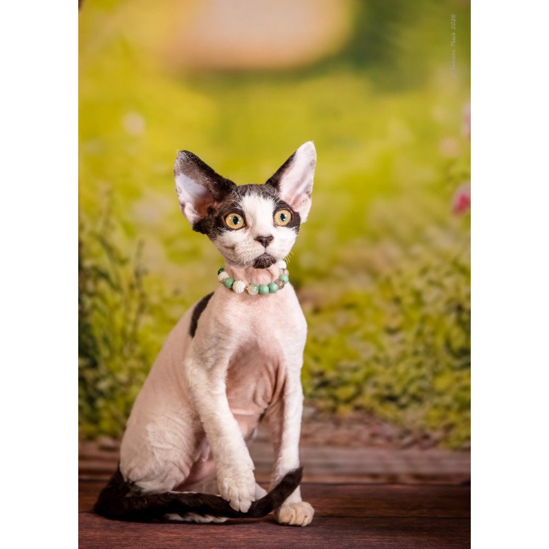 Devon Rex NOV Luke