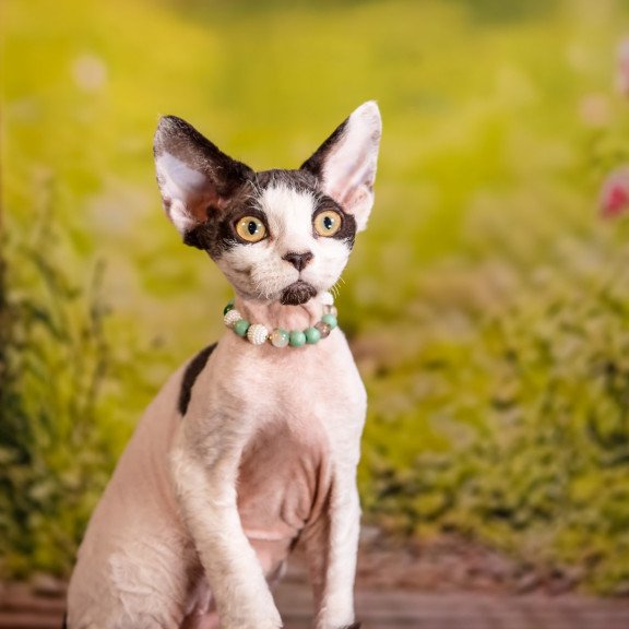 Devon Rex NOV Luke
