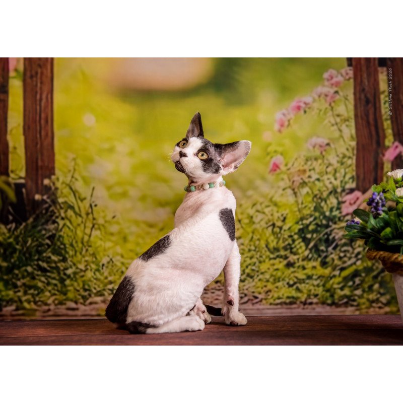 Devon Rex NOV Luke