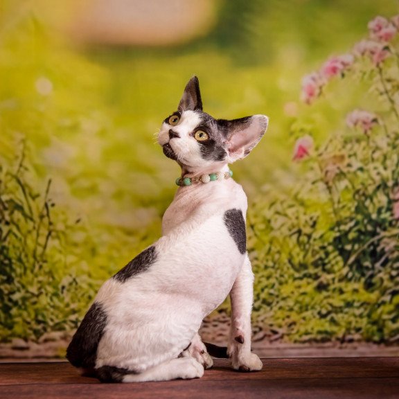 Devon Rex NOV Luke