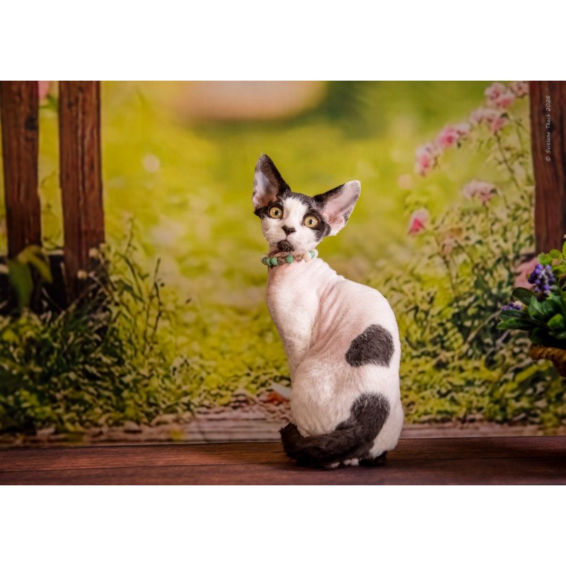 Devon Rex NOV Luke