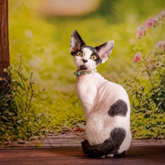 Devon Rex NOV Luke
