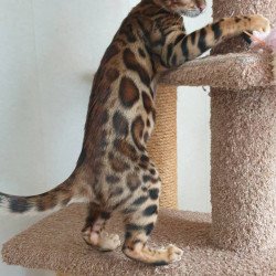 Bengal Charles