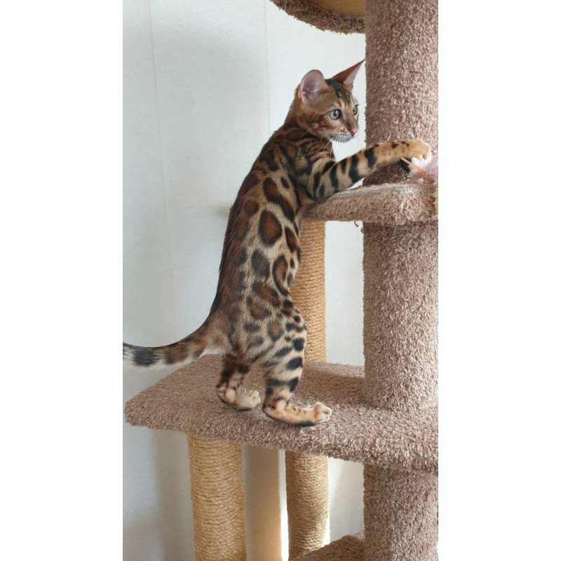 Bengal Charles