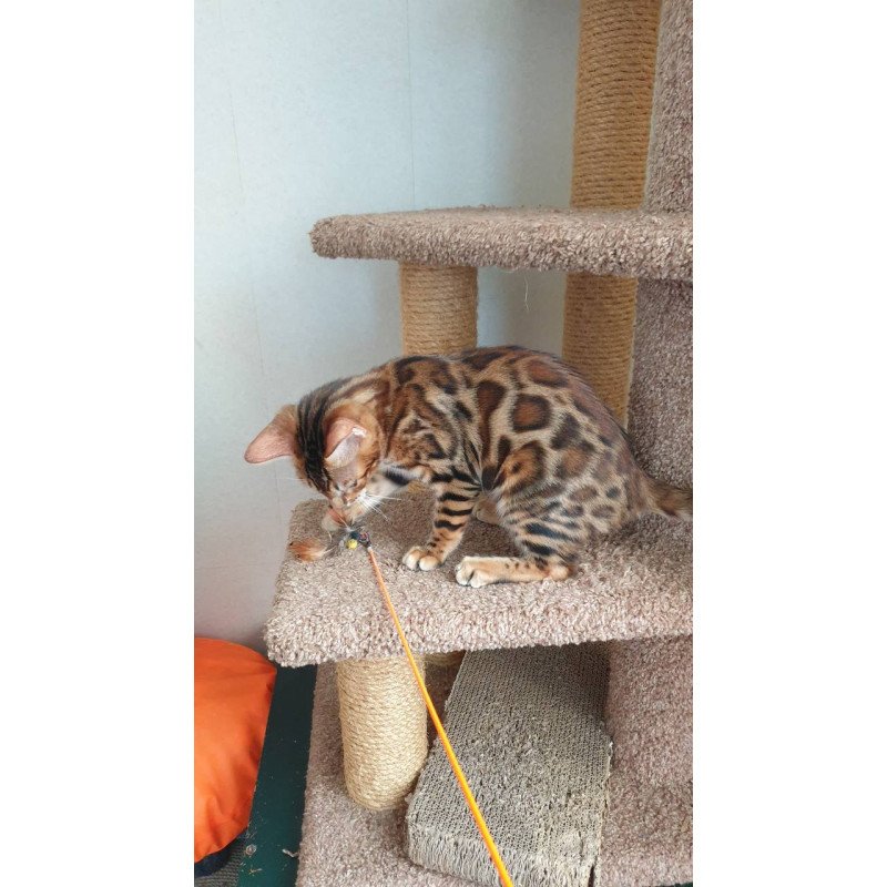 Bengal Charles