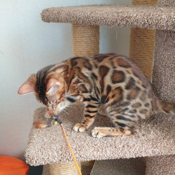 Bengal Charles
