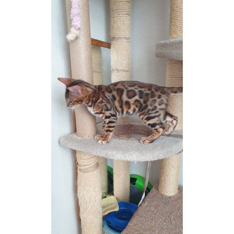 Bengal Charles