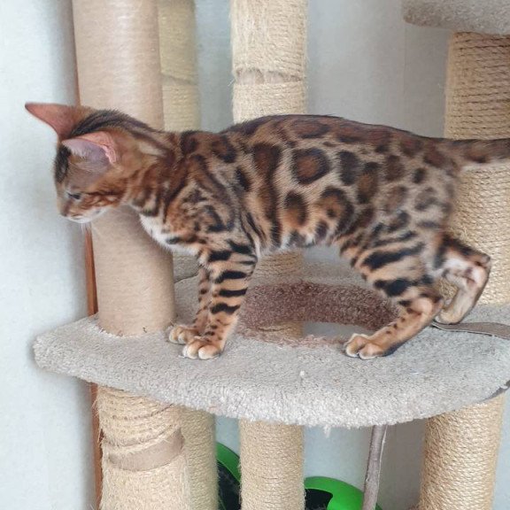 Bengal Charles