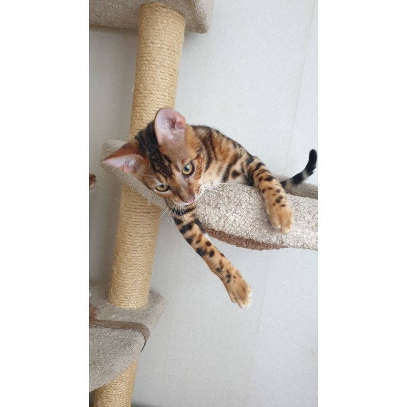 Bengal Charles