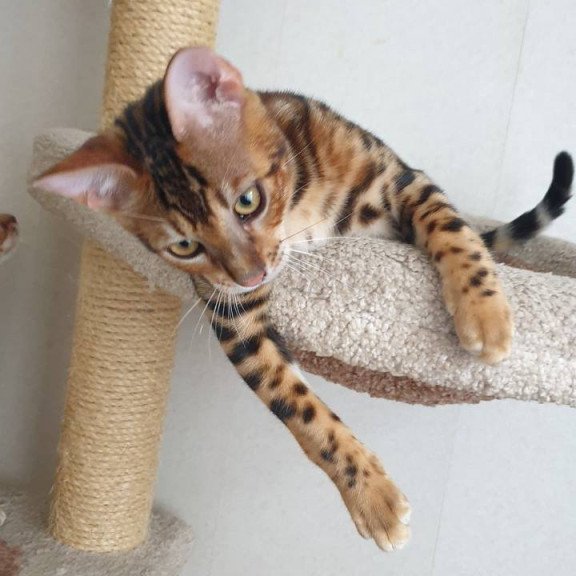 Bengal Charles