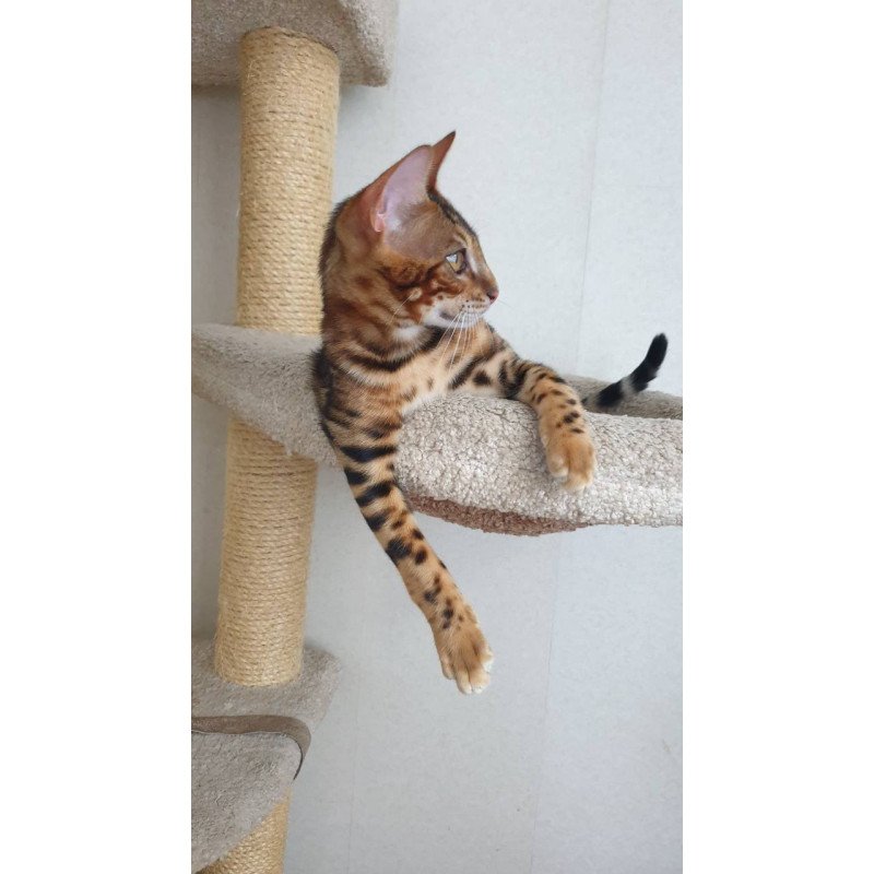 Bengal Charles