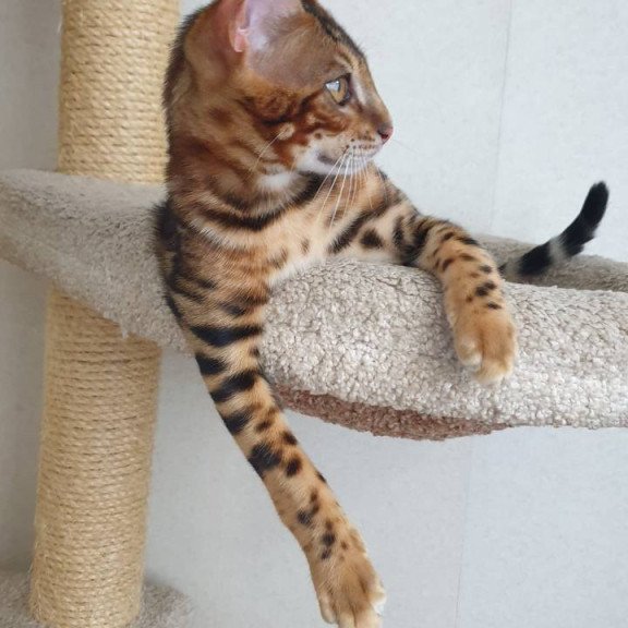 Bengal Charles