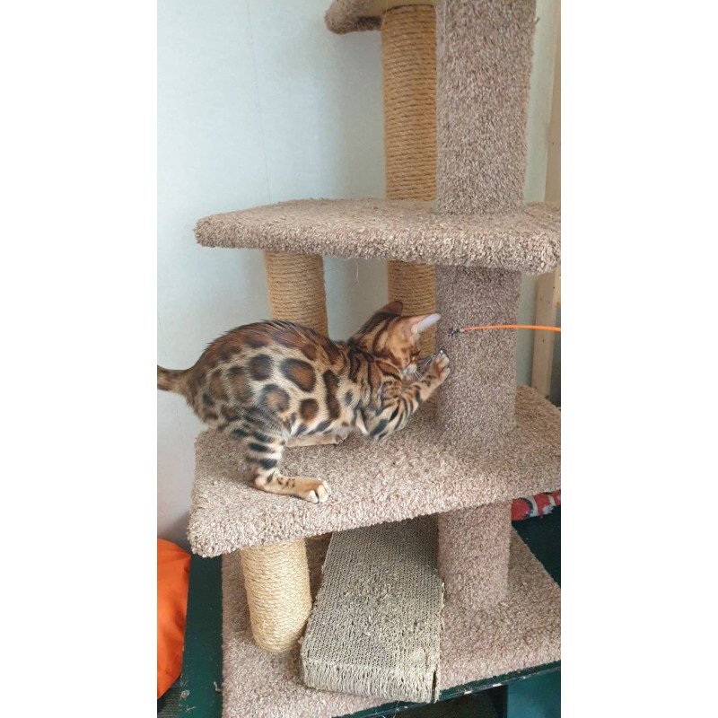 Bengal Charles