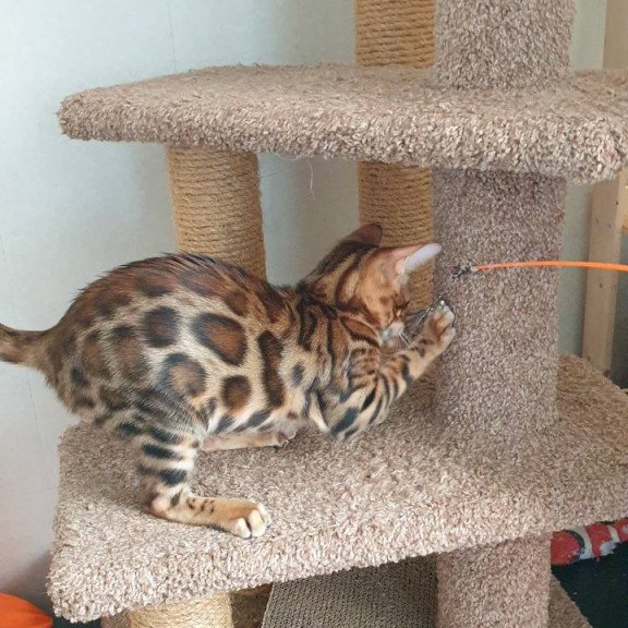 Bengal Charles