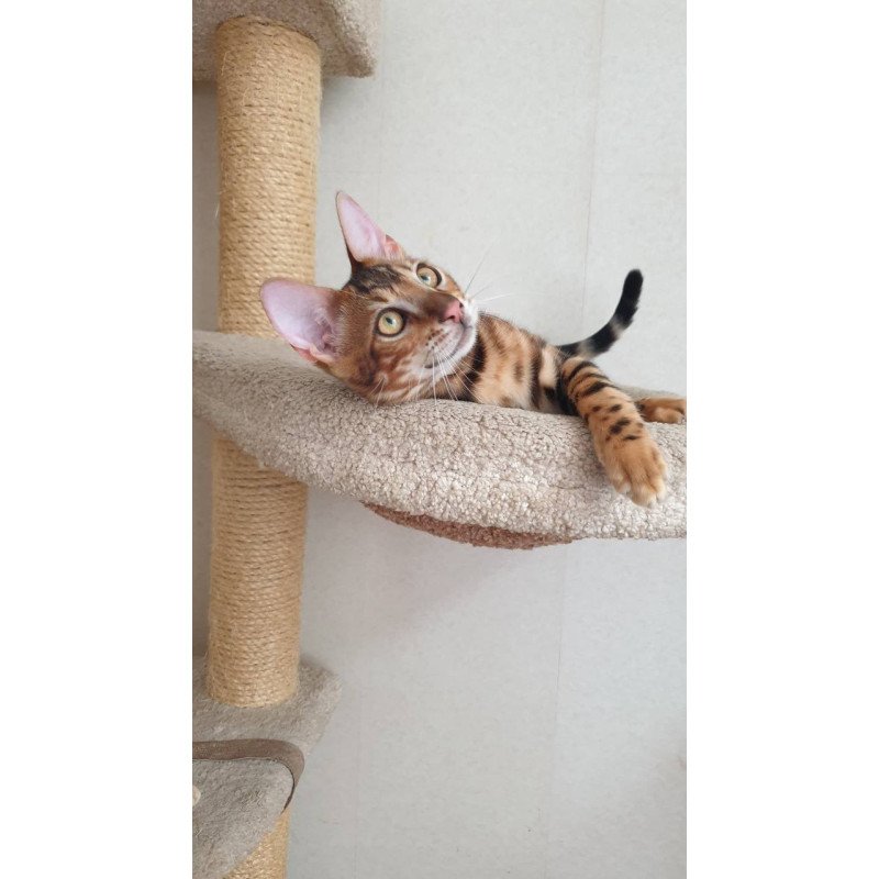 Bengal Charles