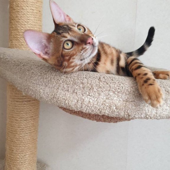 Bengal Charles
