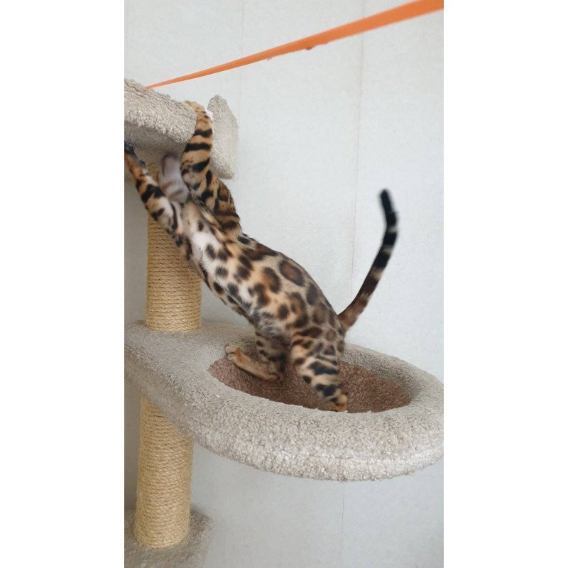 Bengal Charles