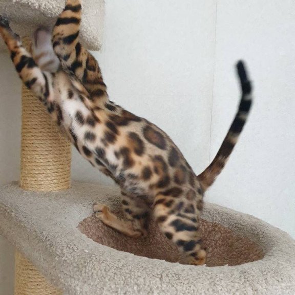 Bengal Charles