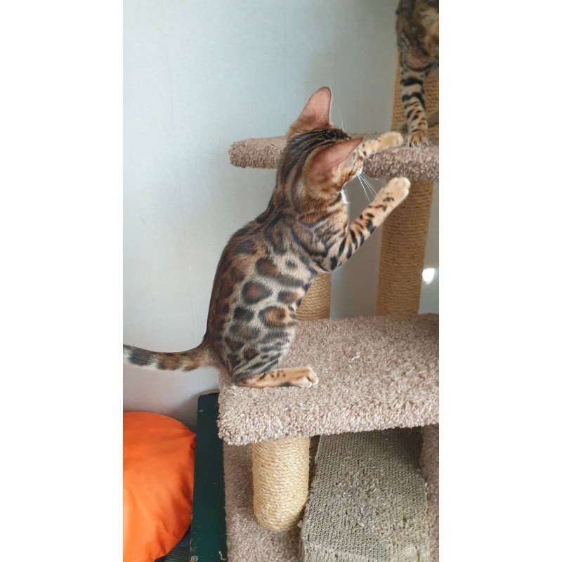 Bengal Charles