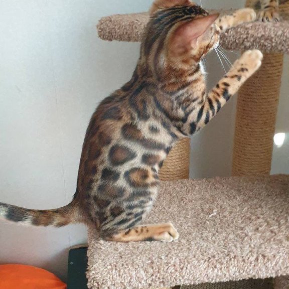 Bengal Charles