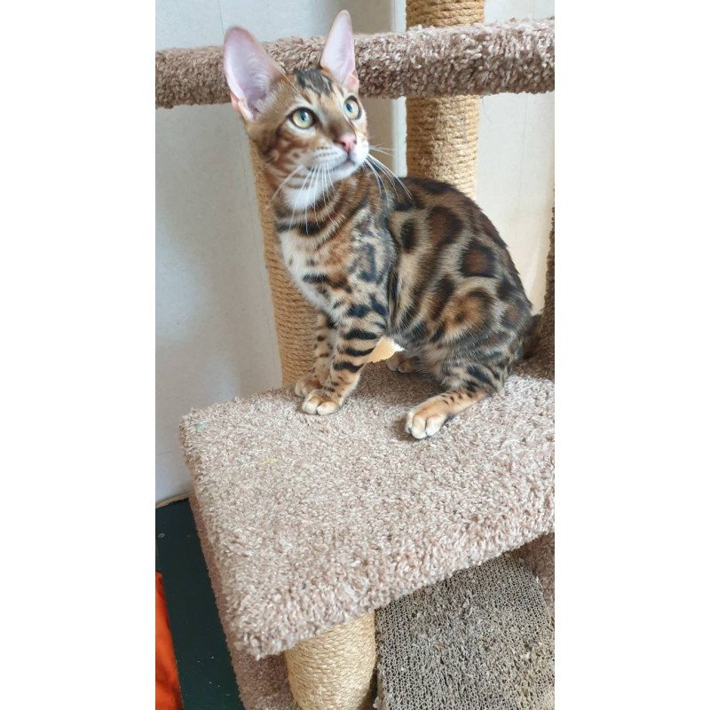 Bengal Charles