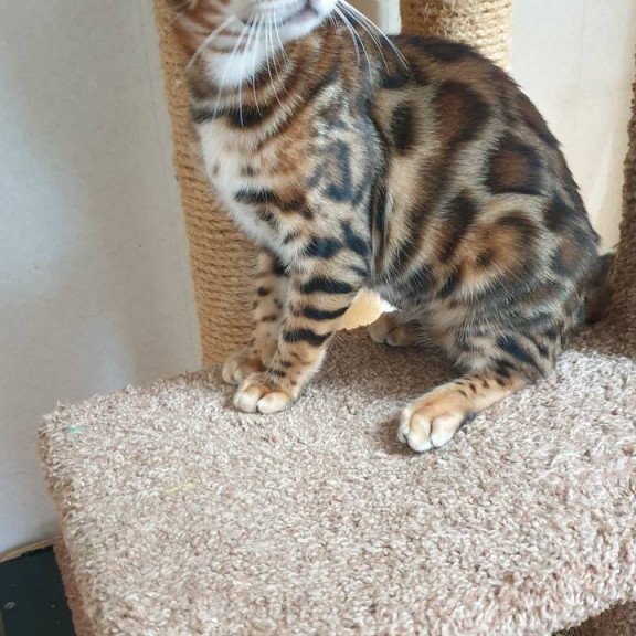 Bengal Charles