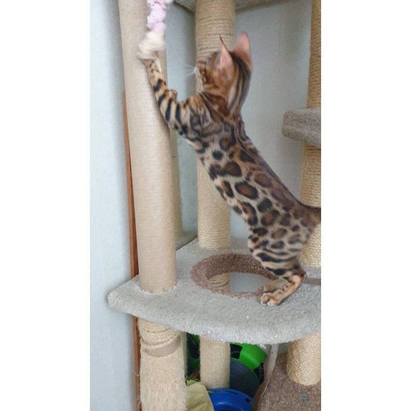 Bengal Charles