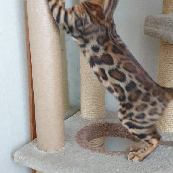Bengal Charles