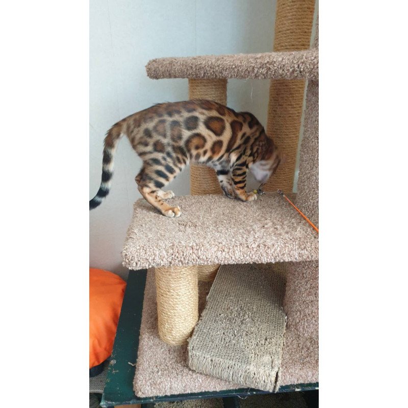 Bengal Charles