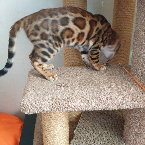 Bengal Charles