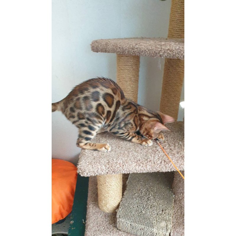 Bengal Charles