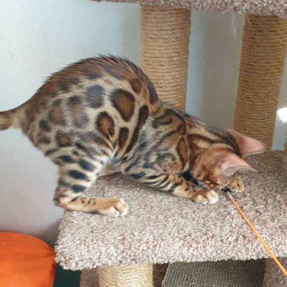 Bengal Charles
