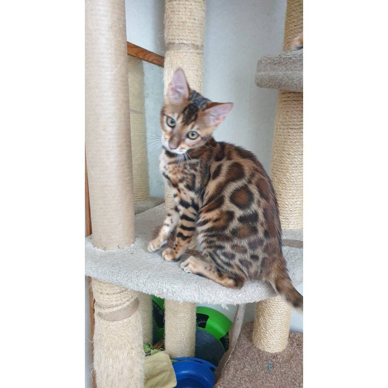 Bengal Charles
