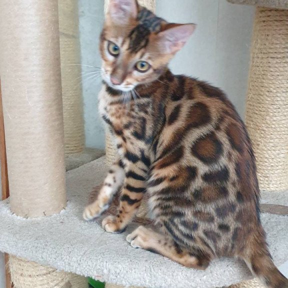 Bengal Charles