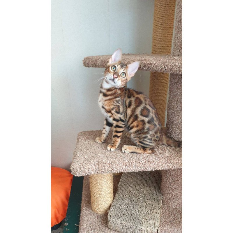 Bengal Charles